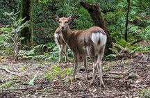 Nara - Heart of Nature Bike Tour
