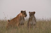 Nairobi layover