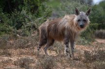 Addo Elephant National Park All Inclusive Full-Day Safari