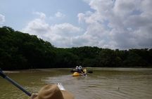 kayak through mangroves to secret beach
