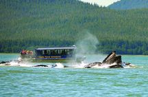 Juneau Whale Watching Adventure