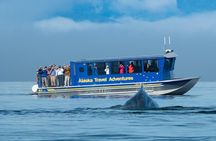 Juneau Whale Watching and Salmon Bake