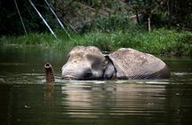 A Morning with the Elephants at Phuket Elephant Sanctuary