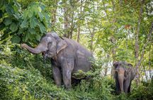 A Morning with the Elephants at Phuket Elephant Sanctuary