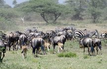 Safari in Tanzania December - April, the Serengeti migration