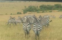 11 Days Guided Group Safari in Kenya And Tanzania