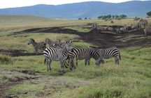 Private Day Tour in Serval Wildlife and Kikuletwa Hot Spring