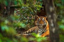 5 Days Golden Triangle with Ranthambore Tiger Safari