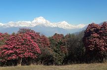 4-Day Private Poon Hill Trekking Tour 