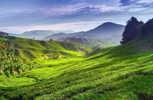 Cameron Highland Day Tour From Kuala Lumpur With Lunch Local food