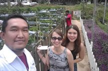 Cameron Highland Day Tour From Kuala Lumpur With Lunch Local food