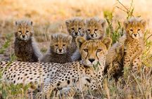 3 nights exclusive Masai Mara safari