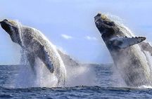 Whale Watching with Hydrophones! Hear the whales!