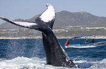 Whale Watching with Hydrophones! Hear the whales!