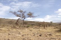 Tarangire national Park day trip