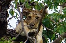 Tarangire national Park day trip