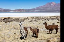 Day Tour to Laguna de Salinas