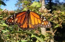  Monarch Butterfly Tour from Mexico City
