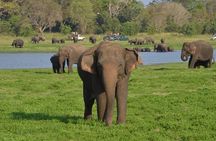 Private Day Trip to Pidurangala Rock & Jeep Safari From Colombo