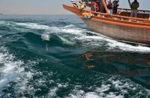 Musandam Khasab Full day dhow cruise with Lunch 