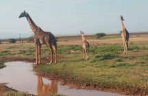 5 Days Thrilling Safari in Maasai Mara Lake Nakuru, Lake Naivasha , Kenya