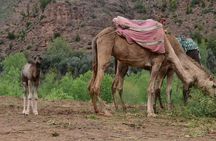 Marrakesh day trip with camel ride from Casablanca