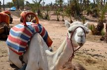 Marrakesh day trip with camel ride from Casablanca