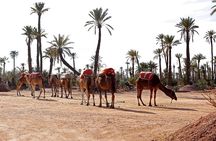 Marrakesh day trip with camel ride from Casablanca