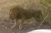 11 Days Guided Group Safari in Kenya And Tanzania