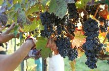 Modena area: Balsamic Vinegar “Aceto” Tasting Experience