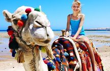 Camel Encounter and Safari Ride with Lunch and Alcohol Tasting