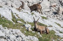 Khor Virap, Areni Winery, Noravank + Wild Goat Watching - private tour