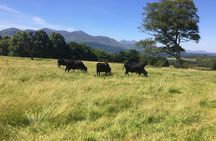 Private Killarney Tour 