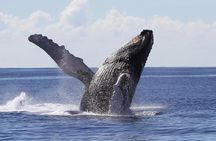 Samana Whale Watching Tour From Las Terrenas. Cayo Levantado with Lunch