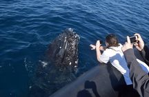 Samana Whale Watching Tour From Las Terrenas. Cayo Levantado with Lunch