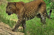 Yala National Park Safari |From Hambantota Port (Shore Excursion)