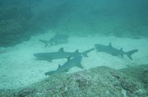 Refresher Scuba Diving Course Costa Rica