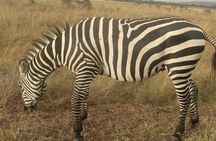 Amboseli Day Trip from Nairobi