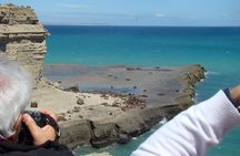 Exclusive Peninsula Valdes Nature & Wildlife for Cruise Guests