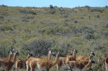 Exclusive Peninsula Valdes Nature & Wildlife for Cruise Guests