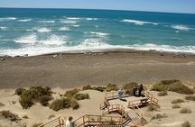 Exclusive Peninsula Valdes Nature & Wildlife for Cruise Guests