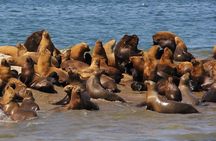Exclusive Peninsula Valdes Nature & Wildlife for Cruise Guests