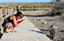 Exclusive Punta Tombo Penguins for Cruise Guests