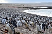 Exclusive Punta Tombo Penguins for Cruise Guests