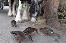 Killarney National Park Tour