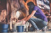 Agrodome Farm Experience including Farm Show and Farm Tour - Rotorua