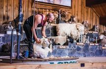 Agrodome Farm Experience including Farm Show and Farm Tour - Rotorua