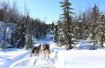 1-hr. Dog Sledding Tour in Fairbanks (without transportation)