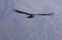 Colca Trek - 2 Days Tour