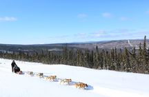 Dog Sledding Tour in Fairbanks